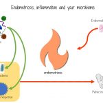 microbiome affects your endometriosis