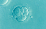 4 cell embryo