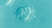 4 cell embryo